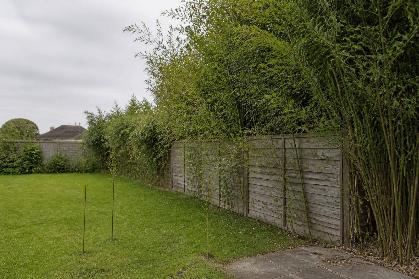 Bamboo canes growing through a garden fence, with new shoots appearing in the lawn on the near side