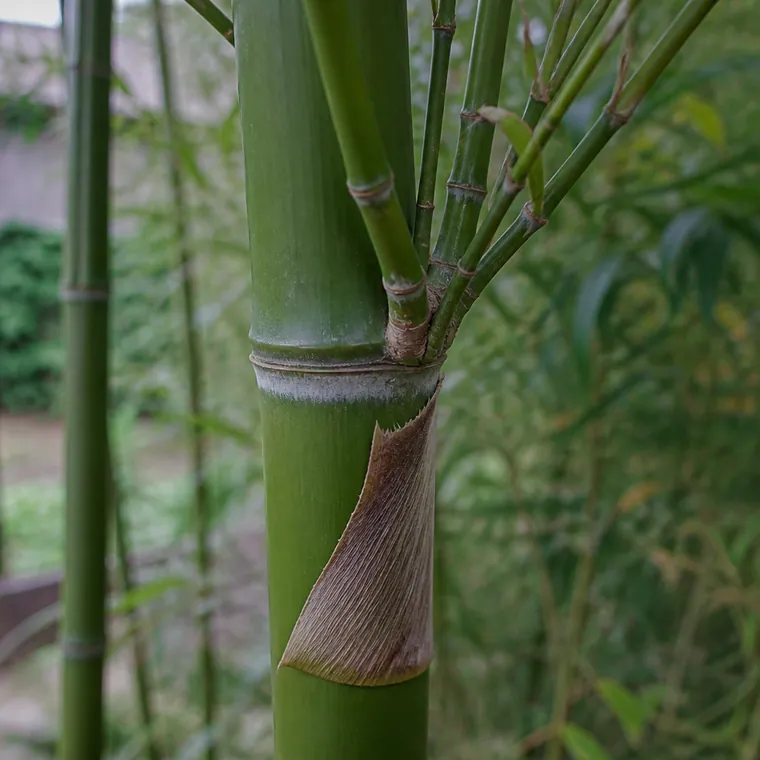 Close-up of a mature green bamboo cane showing a raised ring joint, the branch cluster emerging at that joint, and a dry papery sheath below