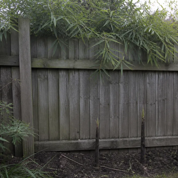 Bamboo canes pressing through and over a close-board timber fence with new shoots emerging in the border on the near side