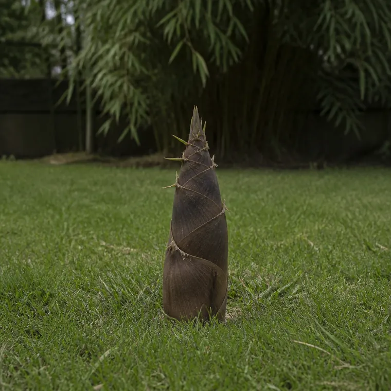 A single bamboo shoot wrapped in papery brown sheaths pushing up alone through a mown lawn