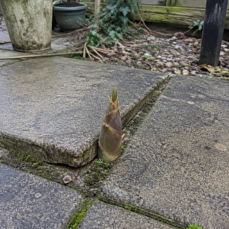 A bamboo shoot forced up through the mortar joint between two paving slabs, lifting and cracking one slab edge
