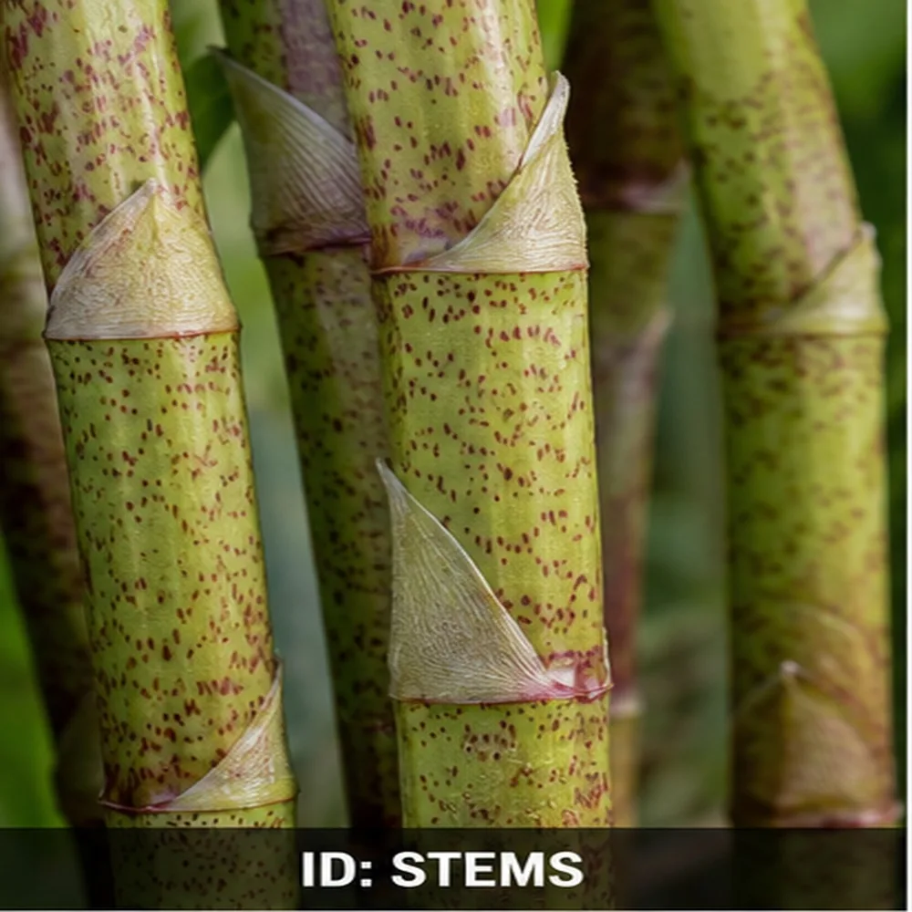 Close-up of hollow Japanese knotweed stems flecked with purple and red speckles