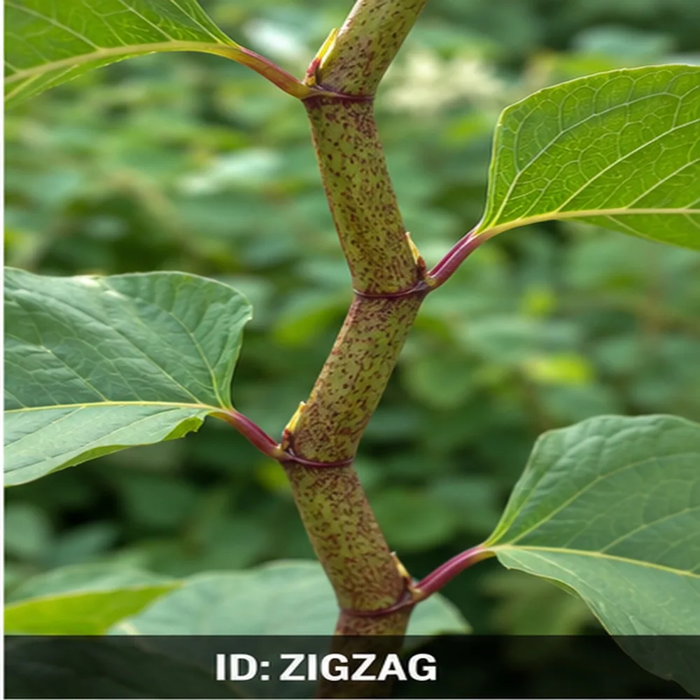 Japanese knotweed stem showing the distinctive zig-zag arrangement of shield-shaped leaves